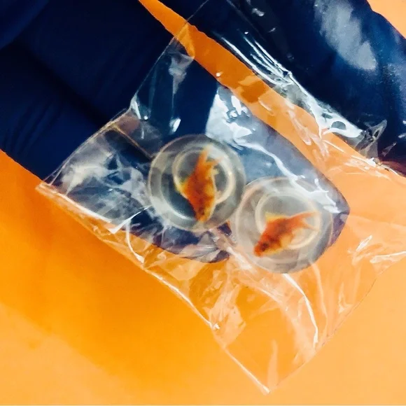 Goldfish - Picture 1 of 2